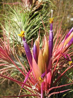 Tillandsia delicata (TS) 2-04305.jpg