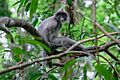 Trachypithecus crepusculus, Indochinese grey langur - Loei Province (31109170388)