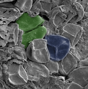 Trilete spores