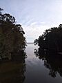 Tumbi Umbi Creek - panoramio (2)