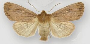 Ufeus satyricus sagittarius female