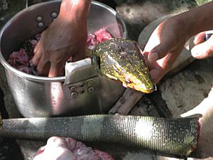 Varanus bitatawa stew being prepared by Agta tribesmen - ZooKeys-266-001-g071