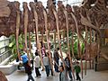 Wankel Tyrannosaurus cast rib cage UCMP