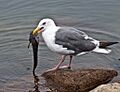 Western Gull with Plain Fin Midshipman (Porichthys notatus)