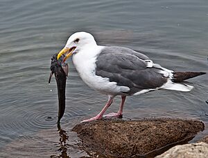 Western Gull with Plain Fin Midshipman (Porichthys notatus)