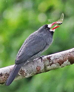 White-fronted Nunbird JCB