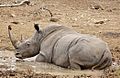 White rhinoceros or square-lipped rhinoceros, Ceratotherium simum. (17349074222)