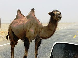 Wild Bactrian camel on road east of Yarkand.jpg