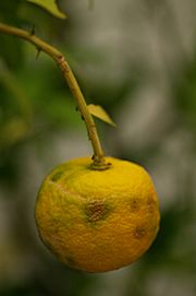 Yuzufruit