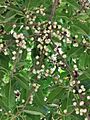 雀榕 Ficus superba var. japonica 20200912073054 01