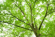 2016 The Suffragette Oak UKS