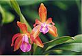 A and B Larsen orchids - Cattleya Chocolate Drop x Pao de Acucar 507-21