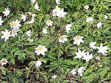 A patch of wood anemones - geograph.org.uk - 730742.jpg