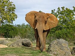 Afrikanischer Elefant, Zoo Miami 2