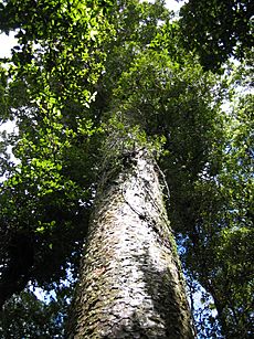 Agathis australis Waipua 2005 a