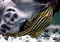 Akwa02 panaque nigrolineatus