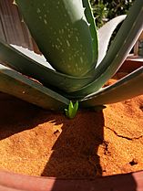 Aloe plant bud