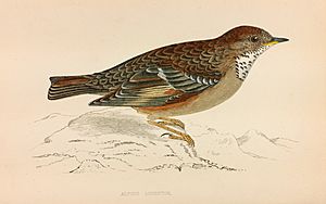 Alpine Accentor Francis Orpen Morris History of British Birds 1850-1857