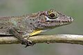 Anolis cuvieri — Geoff Gallice 002