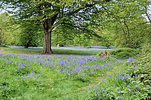 Ashenbank Wood - panoramio (2)