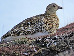 Attagis malouinus 55242949.jpg