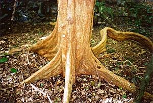 Backhousia sciadophora - base-March-1997.jpg