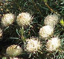 Banksia carlinoides