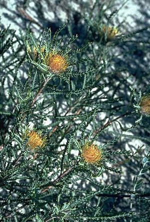 Banksia sclerophylla.jpg