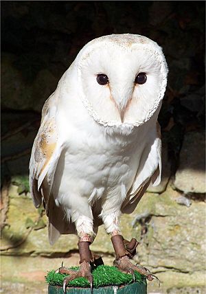 Barn owl.jpg