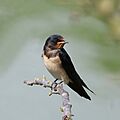 Barn swallow (Hirundo rustica rustica)
