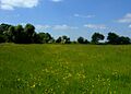Bentley Meadow, Upwood Meadows - geograph.org.uk - 839654