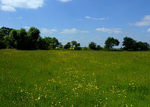 Bentley Meadow, Upwood Meadows - geograph.org.uk - 839654
