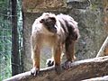 Beruk Mentawai Macaca pagensis