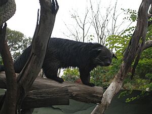 Binturong