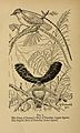 Bird-life (1899) (14563469239)