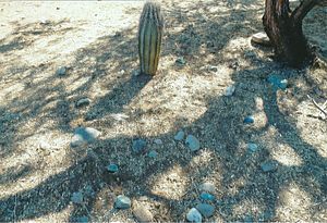 Black Canyon City-Grave of Jacob Snively in Jack and Trinidad Swilling backyard-1871-3.jpg