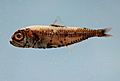 Bluntsnout lanternfish ( Myctophum obtusirostre )
