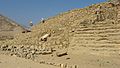 Caral 1