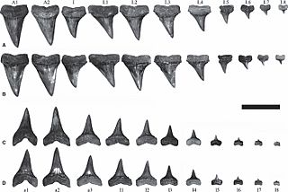 Carcharodon hubbelli dentition