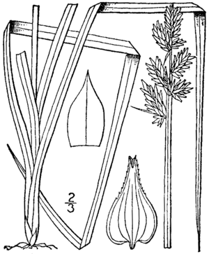 Carex conjuncta drawing 1.png
