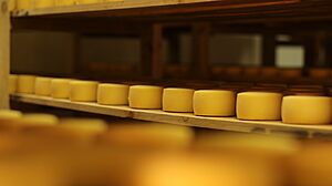 Cavas de Queso Paipa CampoReal