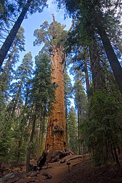 Chief Sequoyah tree (1469909341)
