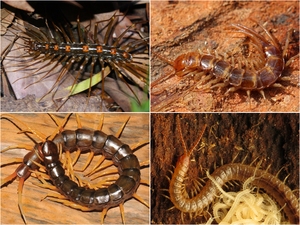 Chilopoda collage.png