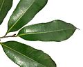 Chrysophyllum viridifolium, blare, Manie vd Schijff BT, b