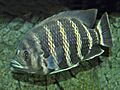 Cichlidae - Heterotilapia buttikoferi.JPG