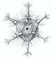 Circogonia icosahedra