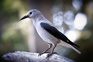 Clark's Nutcracker (Nucifraga columbiana).jpg