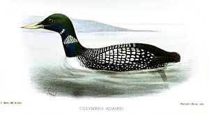 ColymbusAdamsiKeulemans