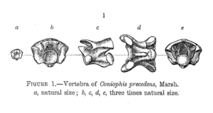 Coniophis Marsh 1892