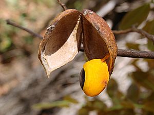 Copaifera langsdorffii fruit